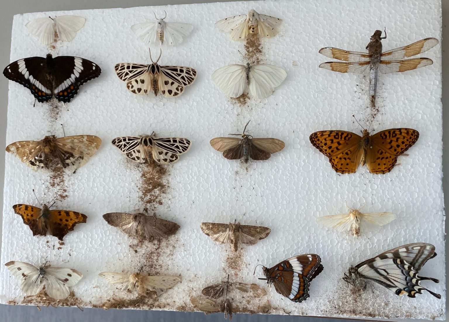Pests of Collections – UNBC BIOL 322, Entomology