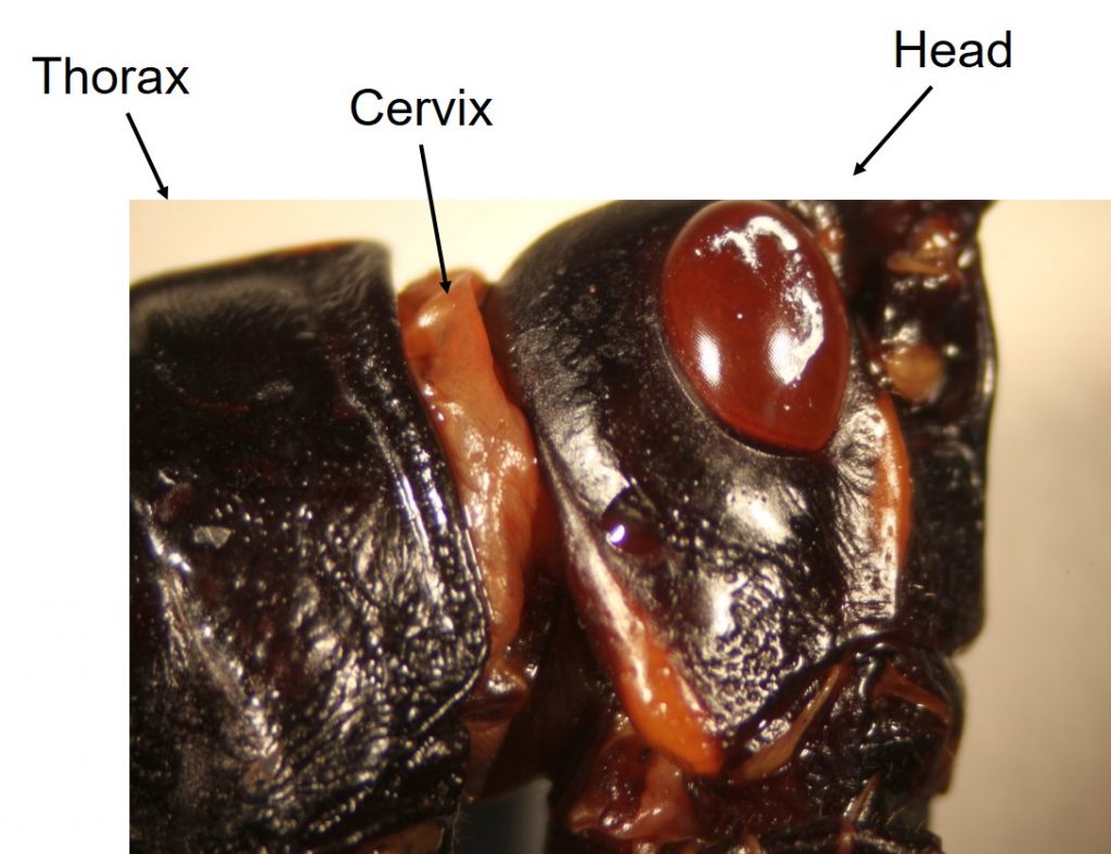 Insect Anatomy – The Thorax – UNBC BIOL 322, Entomology