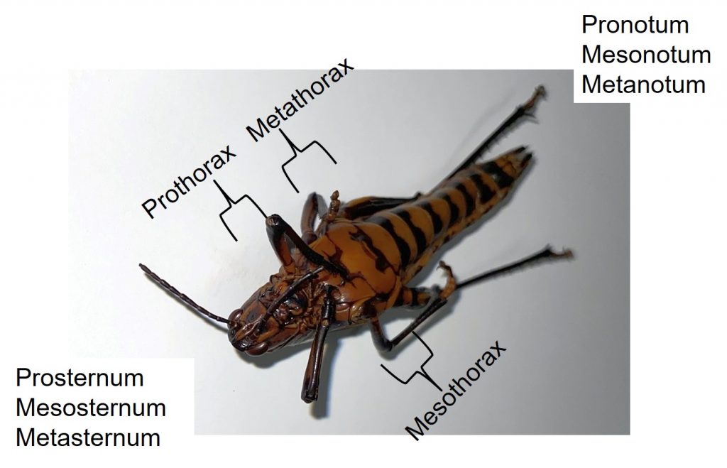 Insect Anatomy – The Thorax – UNBC BIOL 322, Entomology