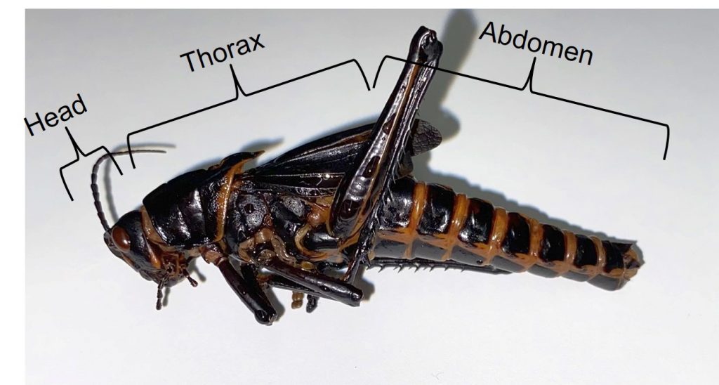 Insect Anatomy The Basics UNBC BIOL 322, Entomology