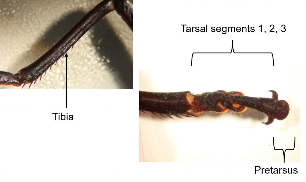 Insect Anatomy The Thorax UNBC BIOL 322, Entomology