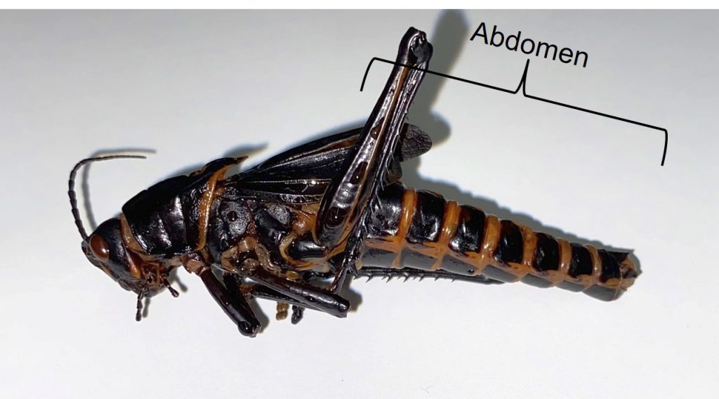 Insect Anatomy – The Abdomen – UNBC BIOL 322, Entomology