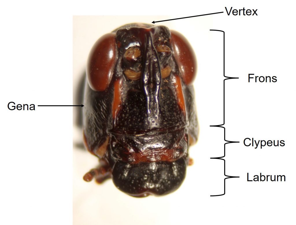 Insect Anatomy – The Head – UNBC BIOL 322, Entomology