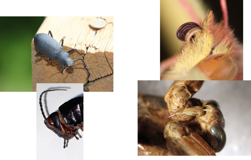 Key Features of Mouthparts – UNBC BIOL 322, Entomology