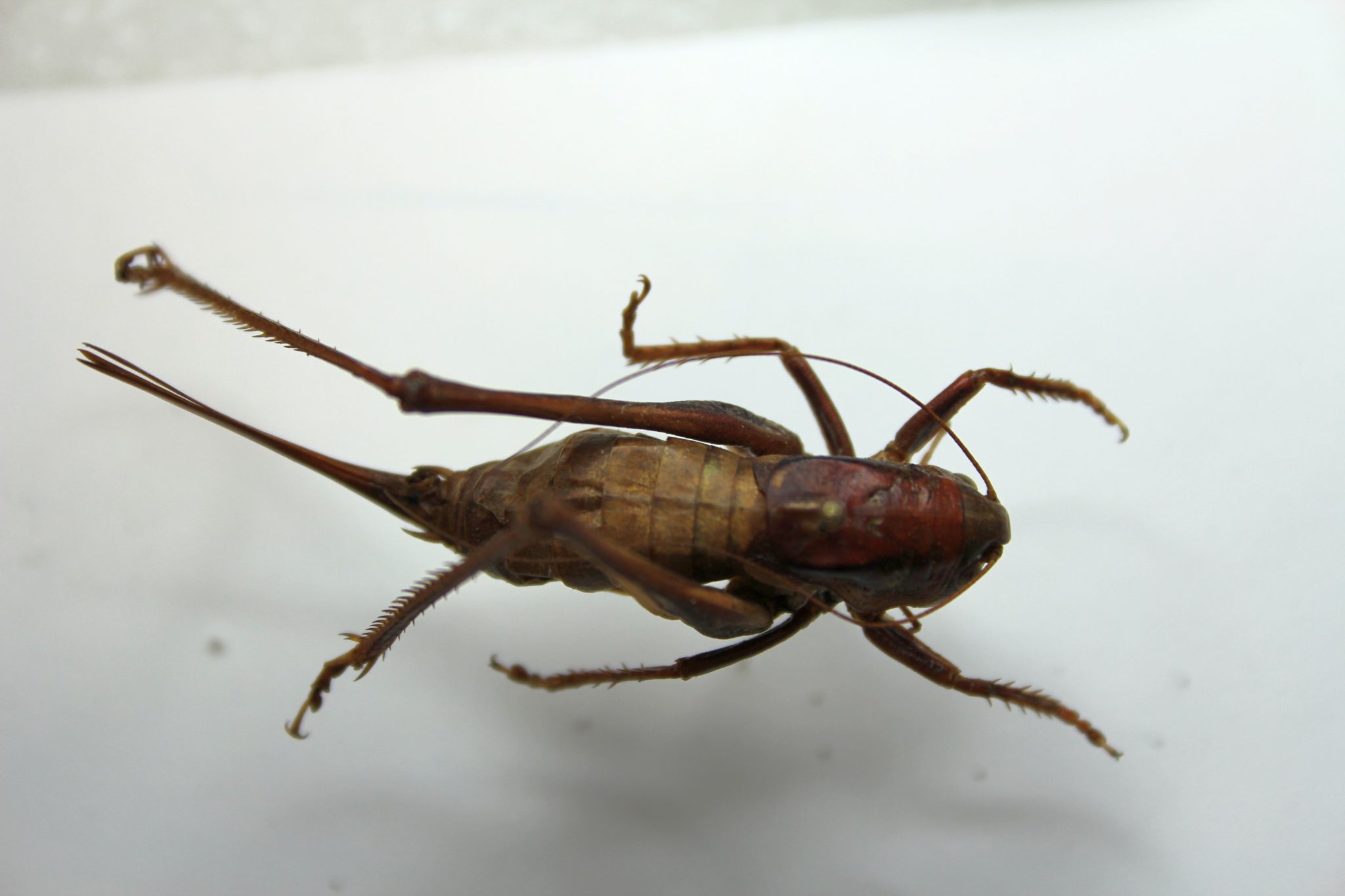 orthoptera-ensifera-unbc-biol-322-entomology