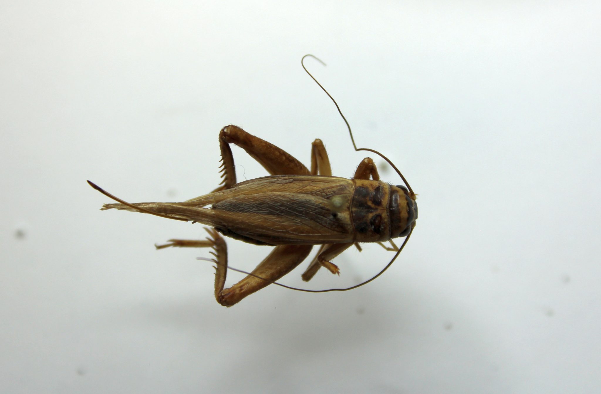 Orthoptera – Ensifera – UNBC BIOL 322, Entomology