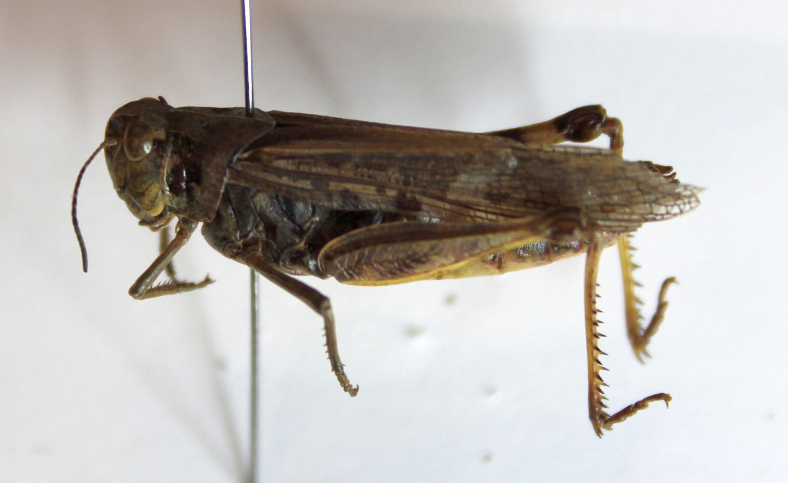 Orthoptera – Caelifera – UNBC BIOL 322, Entomology