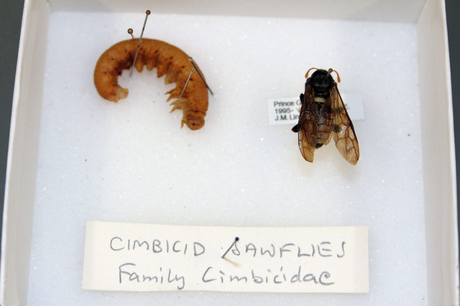 Symphyta – UNBC BIOL 322, Entomology