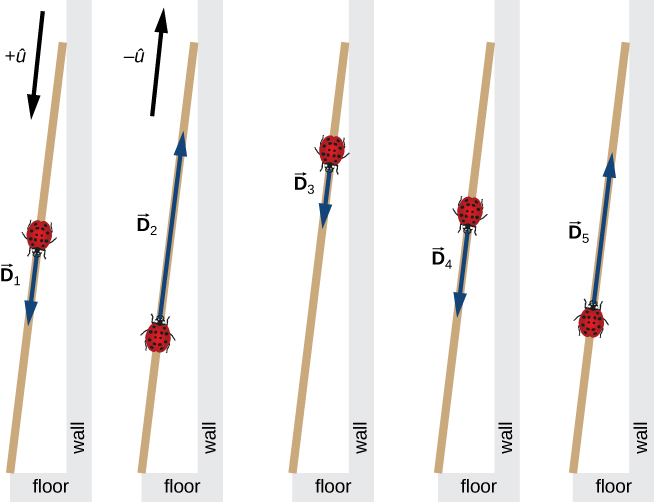 Five illustrations of a ladybug on a ruler leaning against a wall. The +u hat direction is toward the floor parallel to the ruler, and the – u hat direction is up along the ruler. In the first illustration, the ladybug is located near the middle of the ruler and vector D sub 1 points down the ruler. In the second illustration, the ladybug is located lower, where the head of vector D sub 1 is in the first illustration, and vector D sub 2 points up the ruler. In the third illustration, the ladybug is located higher, where the head of vector D sub 2 is in the second illustration, and vector D sub 3 points down the ruler. In the fourth illustration, the ladybug is located lower, where the head of vector D sub 3 is in the third illustration, and vector D sub 4 points down the ruler. In the fifth illustration, the ladybug is located lower, where the head of vector D sub 4 is in the fourth illustration, and vector D sub 5 points up the ruler.