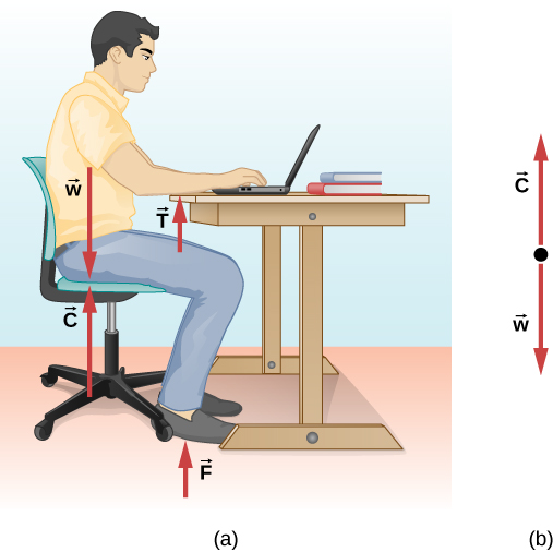 Figure a shows a person sitting on a chair with his forearms resting on a table. Force C in the upward direction and W in the downward direction, both having equal magnitude, act along the line of his torso. Force T is in the upward direction near the person’s forearms. Force F is in the upward direction near the person’s feet. Figure b shows the free body-diagram of C and W.