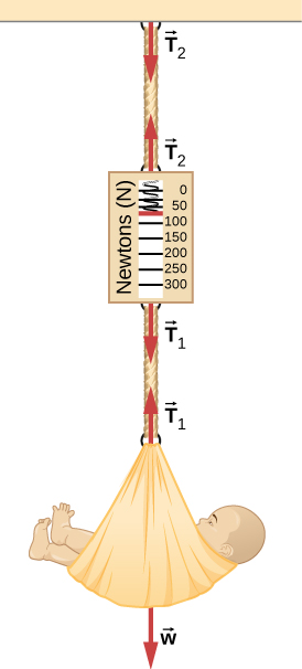 Figure shows a baby in a basket attached to a spring scale, which in turn is fixed from a rigid support. Arrow T2 points down from the support. Another arrow T2 points up from the top of the scale. Arrow T1 points down from the bottom of the scale. Another arrow T1 points up from the basket. Arrow w points down from the basket. The scale has markings from 0 to 300 Newtons.