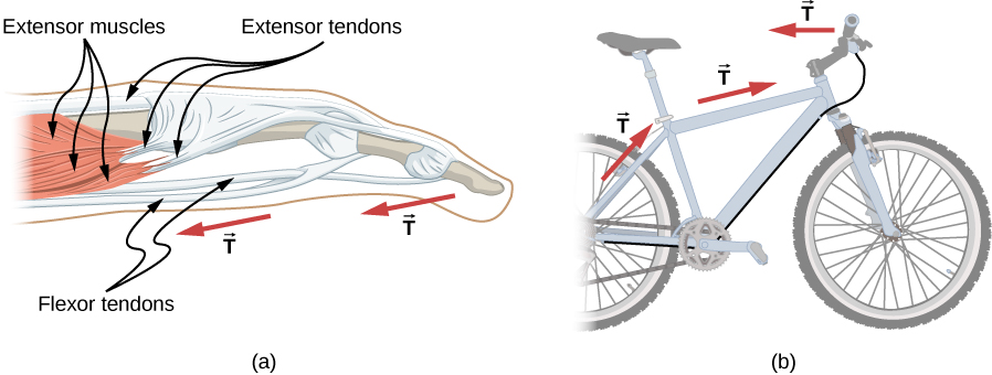 Figure a shows the muscle structure of a human finger. Broad muscles at the base are labeled extensor muscles. These are attached to the extensor tendons. Tendons along the length of the finger are labeled flexor tendons. Arrows labeled T are shown from the upper part of the finger towards the base. Figure b shows a bicycle. Arrows labeled T are shown from the centre of the back wheel to the seat bar, from the seat bar to the handle bar and from the handle towards the back of the bicycle.