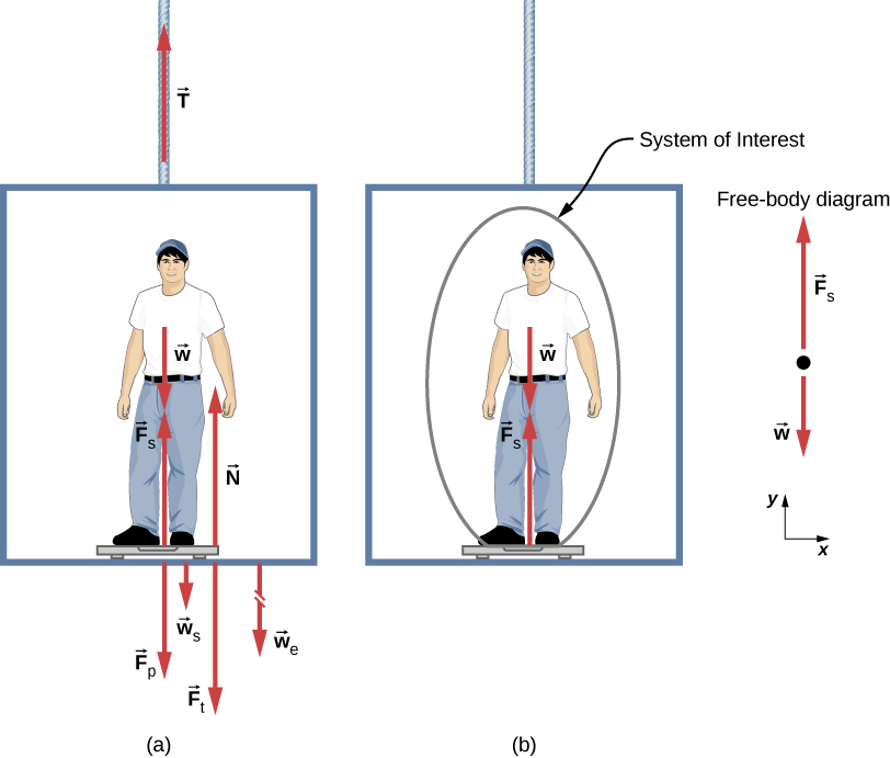 A person is standing on a bathroom scale in an elevator. His weight w is shown by an arrow near his chest, pointing downward. F sub s is the force of the scale on the person, shown by a vector starting from his feet pointing vertically upward. W sub s is the weight of the scale, shown by a vector starting at the scale pointing pointing vertically downward. W sub e is the weight of the elevator, shown by a broken arrow starting at the bottom of the elevator pointing vertically downward. F sub p is the force of the person on the scale, drawn starting at the scale and pointing vertically downward. F sub t is the force of the scale on the floor of the elevator, pointing vertically downward, and N is the normal force of the floor on the scale, starting on the elevator near the scale pointing upward. (b) The same person is shown on the scale in the elevator, but only a few forces are shown acting on the person, which is our system of interest. W is shown by an arrow acting downward, and F sub s is the force of the scale on the person, shown by a vector starting from his feet pointing vertically upward. The free-body diagram is also shown, with two forces acting on a point. F sub s acts vertically upward, and w acts vertically downward. An x y coordinate system is shown, with positive x to the right and positive y upward.