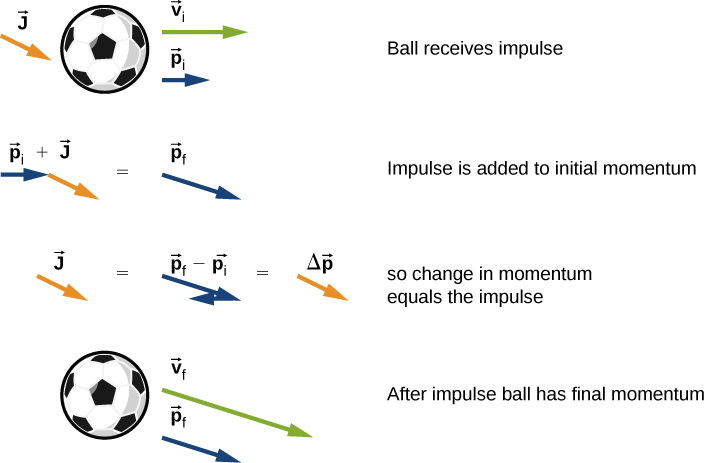A ball and three vector arrows are shown. The arrows are: v sub i to the right, p sub i to the right and J pointing down and to the right. This figure is labeled “Ball receives impulse.” The next figure shows the p i vector to the right and the J vector, down and to the right with its tail aligned with the tip of the p i vector. This is labeled p sub i plus J and is equal to the p sub f vector. This figure is labeled impulse is added to initial momentum. The next figure shows the J vector equals the p f vector with a vector that is the opposite of p sub i placed with its tail at the p sub f tip. The p vectors are labeled p sub f minus p sub i. This is equal to a vector identical to the J vector but labeled delta p. This figure is labeled “so change in momentum equals the impulse. The last figure shows the ball and two arrows: the p sub f vector and another vector in the same direction and labeled v sub f. This figure is labeled “after impulse ball has final momentum.”