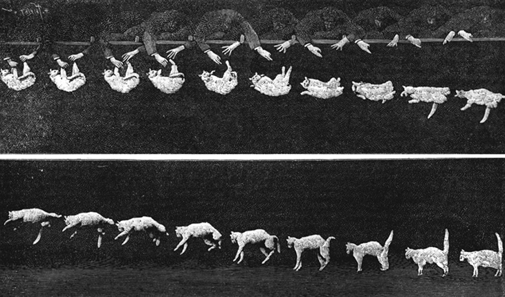 A multiple exposure photograph of a cat falling. In the first image, the cat is held by its feet, upside down. It is released from this position and falls, but rotates as it turns so that in the last few images, it is right side up.
