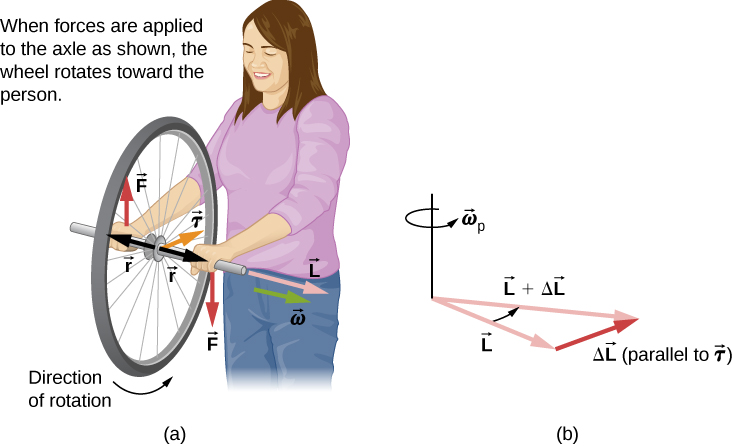 In figure a, a woman, facing the viewer, is holding a spinning bike wheel of radius r by the axle. The wheel is so that the angular velocity omega and angular momentum L are along the axis of rotation of the wheel, to her left (the viewer’s right.) That is, the motion of the wheel is such that the bottom of the wheel is moving toward her (into the page.) The direction of the force F applied by her left hand is shown downward and that by her right hand in upward direction. The torque tau is toward her (into the page.) In figure b, addition of two vectors L and delta-L, which is parallel to torque tau, is shown. The resultant of the two vectors is labeled as L plus delta L. The direction of rotation, omega sub p, is counterclockwise as viewed from above.