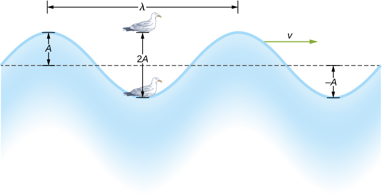 Figure shows a wave with the equilibrium position marked with a horizontal line. The vertical distance from the line to the crest of the wave is labeled x and that from the line to the trough is labeled minus x. There is a bird shown bobbing up and down in the wave. The vertical distance that the bird travels is labeled 2x. The horizontal distance between two consecutive crests is labeled lambda. A vector pointing right is labeled v subscript w.