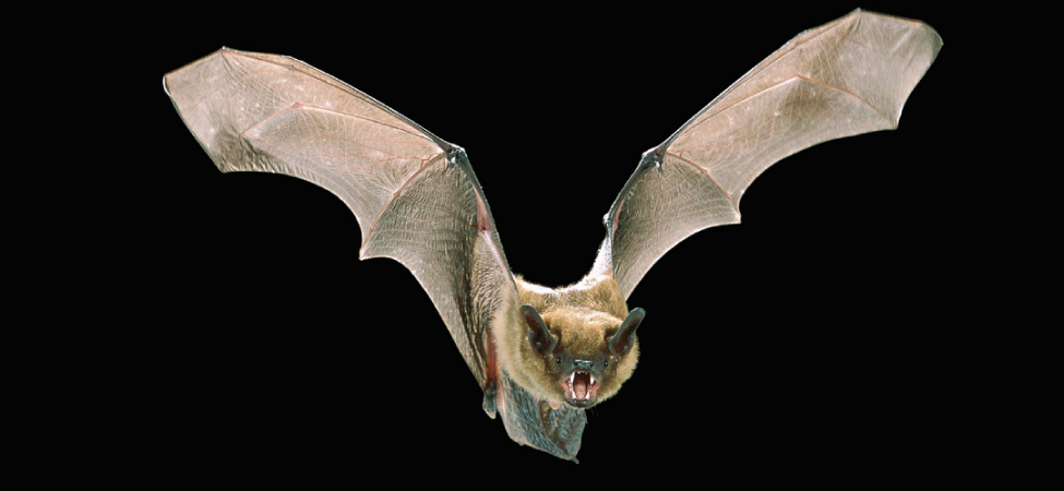 Picture shows a photograph of a flying bat with widespread wings.