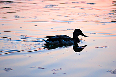 A photograph of a duck swimming in water and creating a bow wake.