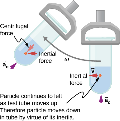 Illustration of a test tube in a centrifuge, moving in a clockwise circle with angular velocity omega. The test tube is shown at two different positions: at the bottom of the circle and approximately 45 degrees later. It is oriented radially, with the open end closer to the center. The contents are at the  bottom of the test tube. The following directions are indicated: In the bottom position, the centripetal acceleration a sub c is radially inward, the velocity, v, and the inertial force are horizontally in the direction of motion (to the left in the figure.) A short time later, when the tube has moved up and to the left, the centripetal acceleration a sub c is radially inward, the inertial force is to the left, and the centrifugal force is radially outward. We are told that the particle continues to left as test tube moves up. Therefore, particle moves down in tube by virtue of its inertia.