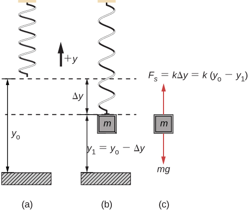 An illustration of a vertical spring attached to the ceiling. The positive y direction is upward. In the figure on the left, figure a, the spring has no mass attached to it. The bottom of the spring is a distance y sub zero from the floor. In the middle figure, figure b, the spring has a mass m attached to it. The top of the spring is at the same level as in figure a, but the spring has stretched down a distance delta y, so that the bottom of the spring is now a distance y sub 1 equals y sub zero minus delta y from the floor. On the right, figure c, a free body diagram of the mass is shown with downward force m g and an upward force F sub s that equals k delta y which also equals k times the quantity y sub zero minus y sub 1.