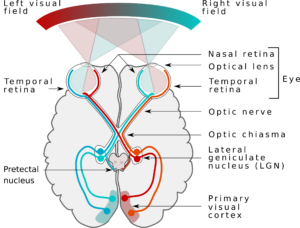 Diagram of the visual pathways with the left visual field colored red and the right visual field colured blue. Follows the pathway from the eye, through the optic nerve, optic chiasm, LGN of the thalamus through the optic radiations to the primary visual cortex