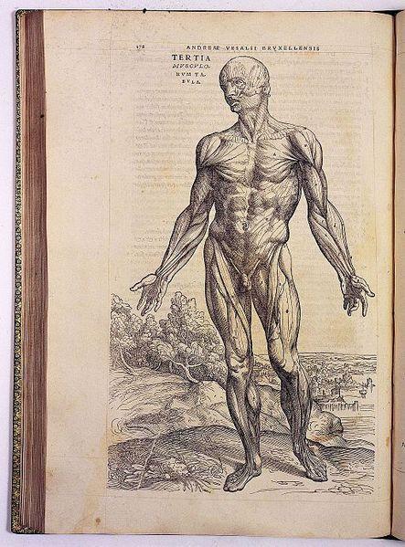 One of Vesalius’s illustration, in this case of human musculature.