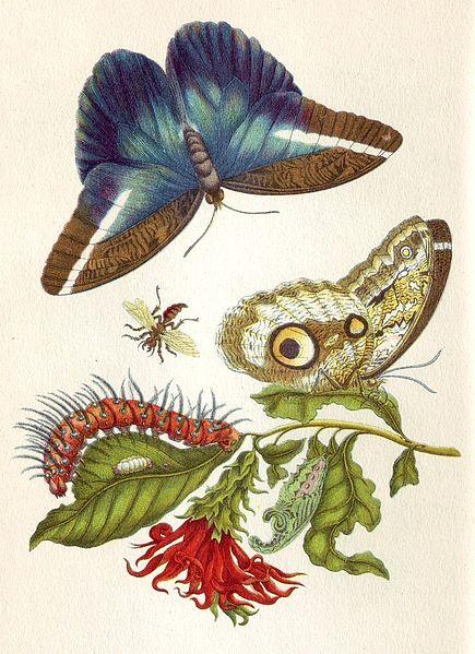 One of Merian’s illustrations, depicting the life cycle of butterflies and moths.