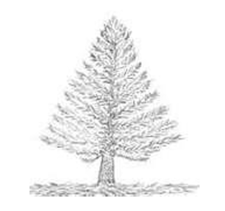 a pine tree