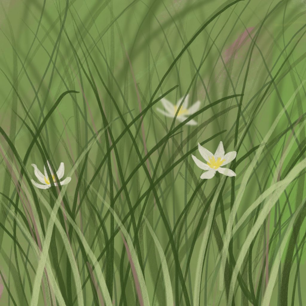 Close up view of grass with three small white flowers.
