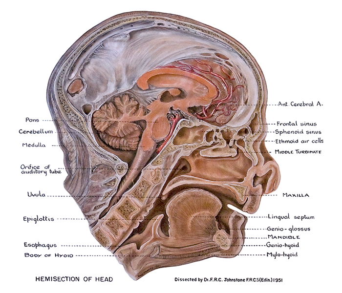 a side profile of the head and neck illustrating the brain, brainstem, and spinal cord surrounded by the bony vertebrae