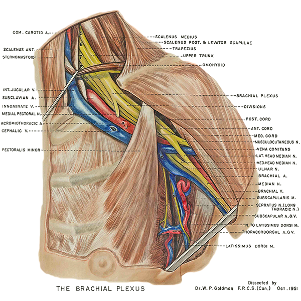 the major nerves and blood vessels of the shoulder and nerves are shown as it weaves between the muscles of the shoulders and upper arms