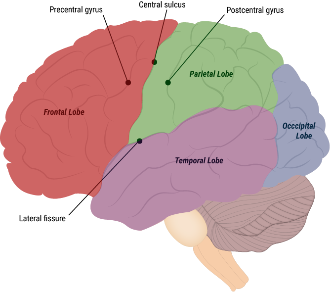 a lengthwise picture of a brain which is colour coded into the different lobes and anatomical features