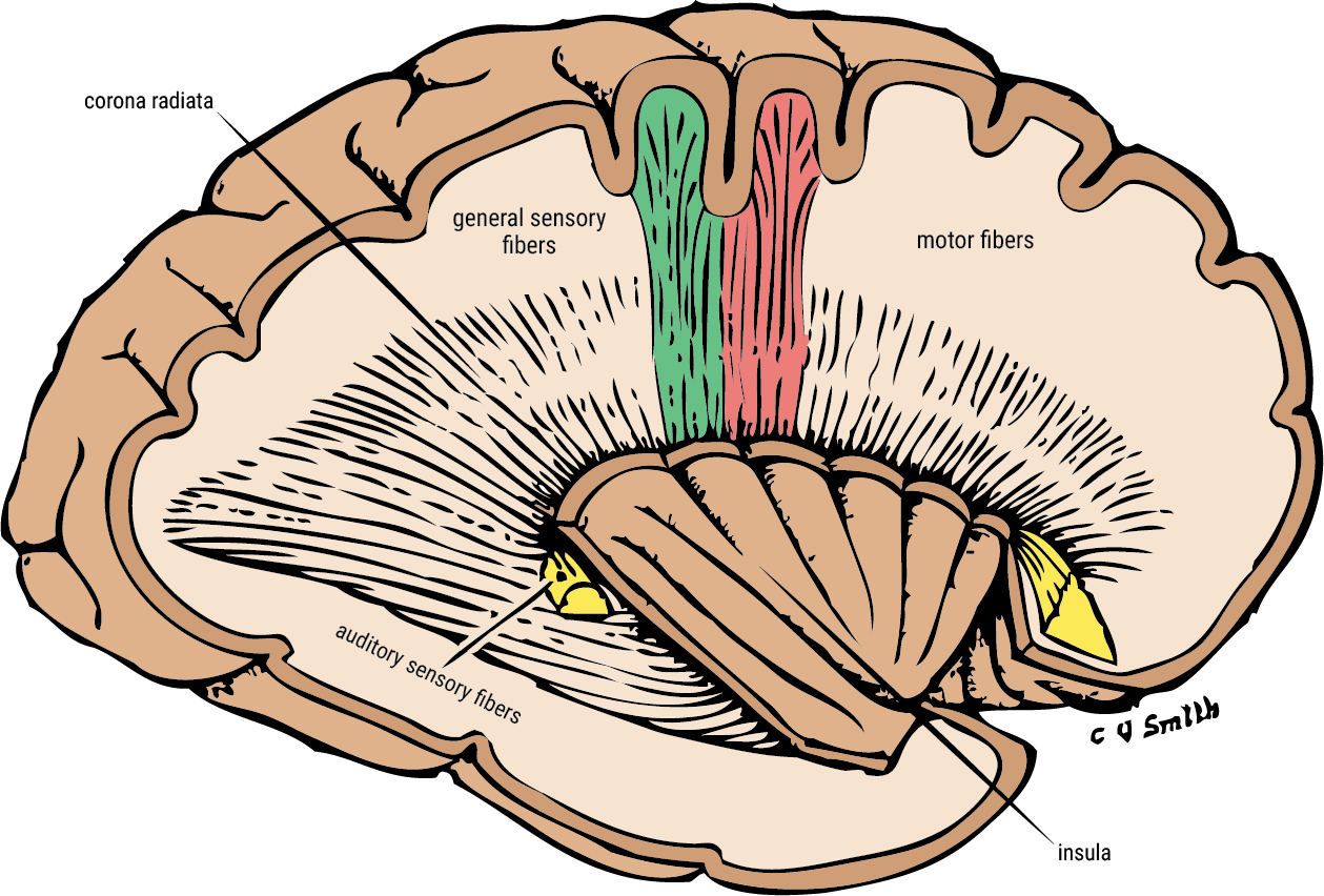 a lengthwise section of the brain which areas in green highlight sensory fibers and areas in red show motor fibers